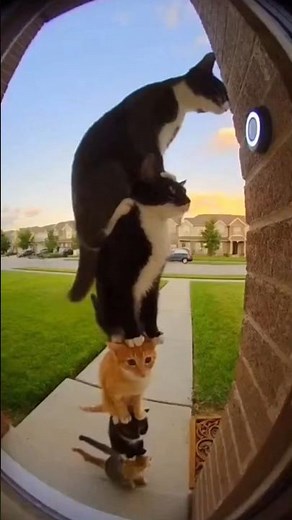Cats Stack Up to Ring the Doorbell! 😂 Smartest Teamwork Ever🐱🔔