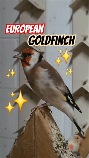 European Goldfinch. Indoor Small Bird Aviary!!
