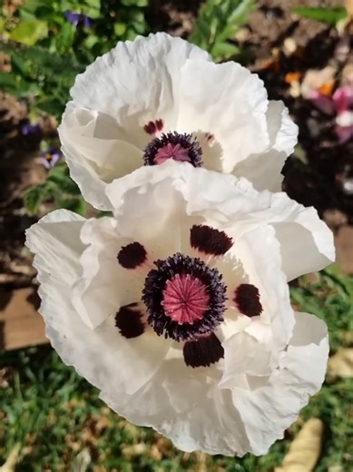 Oriental Poppies in Perfect Bloom 🌺 #poppy #poppyflower #flowergarden #flowers #colorfulflowers