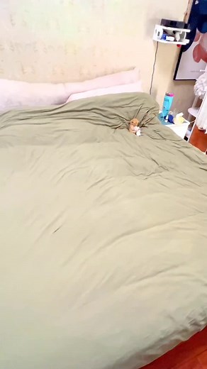 Adorable Little Kitten Compilation