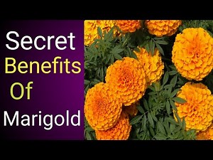 What Are The Benefits of Marigold Plants |