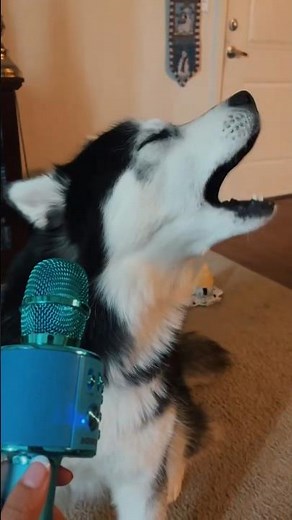 🎤🐶This Singing Dog Will Melt Your Heart! #dog #singing #shorts