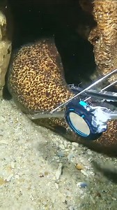 480K views · 4.1K reactions | #eel #fishing #diving #crabs | Hicham sham | Facebook