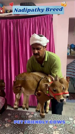 You've Never Seen Cattle Like the Nadipathy Breed Before! #cowlover #shorts #youtube #viral