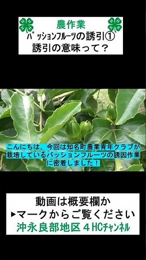 【大改善】パッションフルーツの誘引作業①