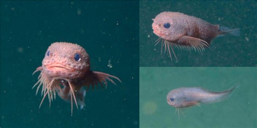 🐟 Discovery of a strange unknown snailfish in the abyss