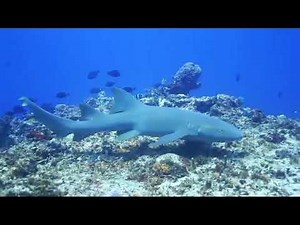 "Small Shark Swimming in Crystal Clear Water | Ocean Wildlife 4K | Viral Nature Shorts"