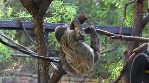 BIG NEWS – SLOTHS!!: We are thrilled to welcome Ruth the Linne’s two-toed sloth to our Zoo family! Ruth is one year old and comes to us from the Denver Zoo. She'll be joined by a male companion in the coming months based on a breeding recommendation from the AZA Species Survival Plan. Ruth may be a slow mover, but she’s quickly stealing our hearts. ❤ Come visit her in ZooNorth at Primate Place, where she shares a habitat with our titi monkeys, and catch our Primate Place Keeper Chat daily at 2 p