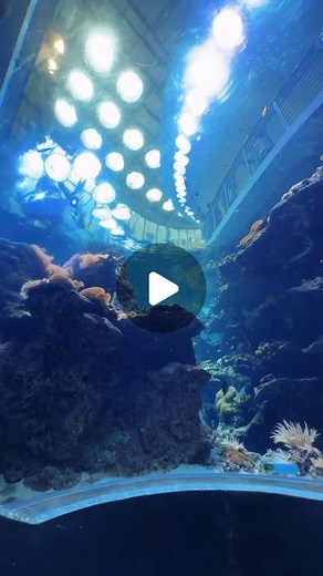 Robert Thurman | California Academy of Sciences 💙 #california #travel #travelphotography #museum #beautiful #beauty #pretty #animals #green #forest #color... | Instagram