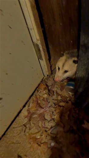 Dealing with a squatter on New Years Eve! Always something in this business. Let me know if you’ve ever had to deal with this before in the comments. Also we buy houses in Roanoke and surrounding areas, with squatters and without! Text 540-527-2000 for a fast cash offer on your home. Have a wonderful New Years Eve and God Bless! #realestate #squatters #roanokeva | Cross Properties, Inc.