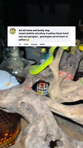 Naa na sa Container si yellow bisan sa iyang lawas, ma puslan jud Japon siya 🥹😭 kay Miracle Snake Wine naman siya mka tambal gehapon si yellow 🐍💛🥹😭🥰 Right to Indigenous Knowledge Systems and and to Develop own Sciences and Technologies. REPUBLIC ACT NO. 8371, IPRAW LAW, 1997, Sec 34. Our Family’s Natural and Traditional method 💉 for more than 30years. #msisforever #32years #miraclesnake #datukamandag #mutyaka #baleleng #yellow #green #pitviper #forthewholefamily | Ba le Leng