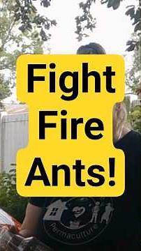 My Secret to Fighting Fire Ants - Recipes in Description! | Suburban Life Permaculture