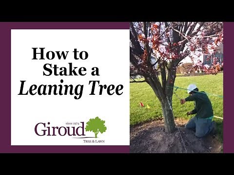 How to Stake a Leaning Tree