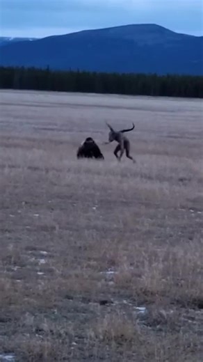Can a Centaur Defeat a Bear?