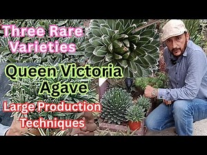 Queen Victoria Agave 🌵Cactus and Succulent Plant Care, Varieties & Propagation | English Subtitles