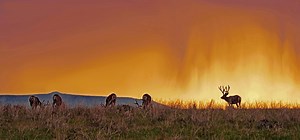 Mule Deer Bucks Photography Print: Diamond Mountain, Utah (digital Download) - Etsy