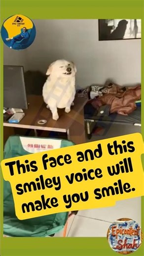 Funniest Smiling Dog Ever! 😂 | Try Not To Laugh Dog Edition #Shorts