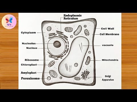 Plant Cell Diagram Easy || How to Draw Plant Cell Drawing Step-by-Step || labeled Science Project