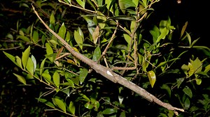 Meet Australia’s new species of giant stick insect
