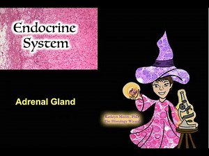 Endocrine System: The Adrenal Gland