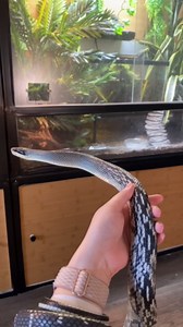 Given up for being “too aggressive”. Vietnamese Blue Beauty Snake.