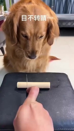 7.1M views · 215K reactions | This dog gave the bigger treat to his friend and took the small one ❤️ | Heart Touching | Facebook