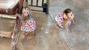 So Sad Baby Katy Step Crying Afraid Of Mom Let Her Walk Follow | Monkey Daily