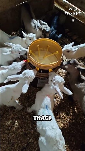 Feeding Frenzy Baby Goats