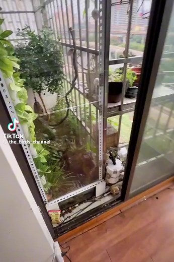 9.6K views · 192 reactions | Lovely java finch outdoor aviary   | Lahore birds | Facebook