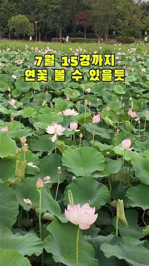 연꽃 명소 전주 덕진 공원 260628 실시간 50프로 개화 #덕진공원 #전주덕진공원