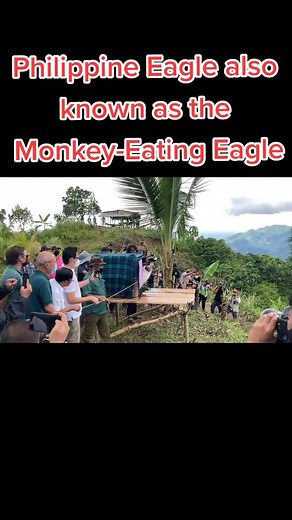 Philippine Eagle Hunting Monkey: A Rare Encounter