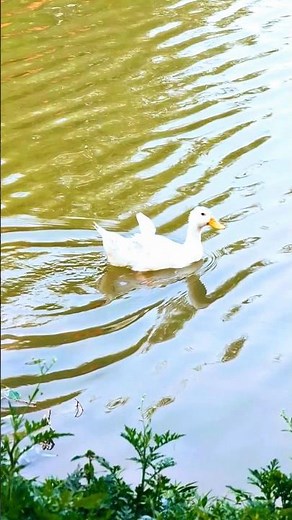 Relaxing Nature Scene | Duck Swimming Peacefully in Lake