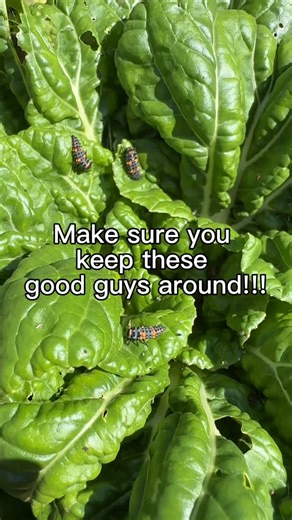 🐞 Keep these good guys around! 🐞 These little critters may look strange at first, but they’re actually ladybug larvae and they’re some of the best allies you can have in the garden! While they may not look like the classic red-and-black spotted adults we all recognize, they’re incredibly beneficial! ✨ A single ladybug larva can eat up to 400 aphids before it even becomes an adult! That’s a lot of pest control packed into such a tiny helper! So if you spot these spiky-looking bugs crawling arou