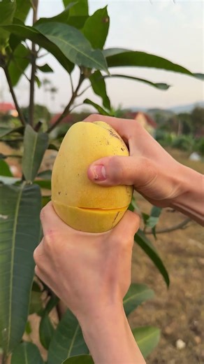 Cut Yellow Mango with Juicy Flesh