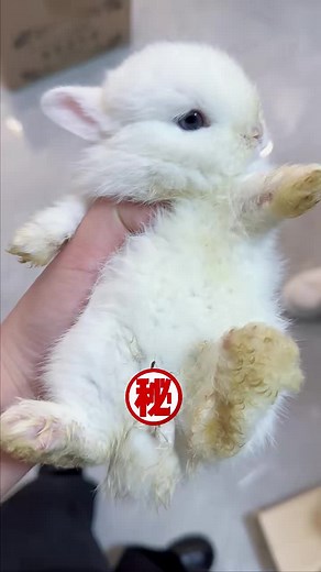 Gentle Bathing Process for a Fluffy Rabbit