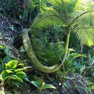 How Plants Reach for the Sun (Lessons in Phototropism)