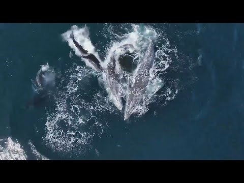 VIDEO | 30 killer whales attack two gray whales off California coastline