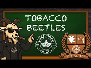 Best Cigar Prices | Cigar 101 | How to identify and get rid of Tobacco Beetles