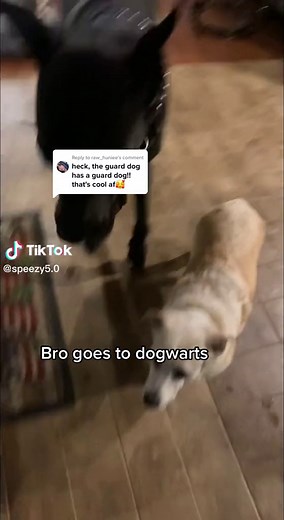 Harry Potter Fans with a Great Dane named Severus and Bellatrix