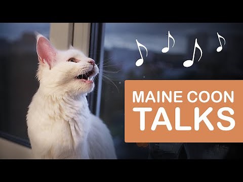 What Does A Maine Coon Sound Like? | MAINE COON KITTEN meowing