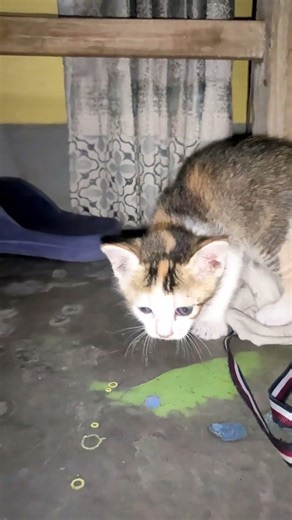 Silly Kittens Part 15