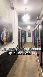 7.3K views · 5.1K reactions | Dogs don’t end up in shelters because they’re broken—they end up there because life changed for someone. Job loss. Eviction. Illness. Divorce. A new baby. A passed loved one. Most are heartbroken, not hopeless. Understanding why they’re there helps us see them with compassion, not judgment. #AdoptDontShop #rescuewithlove #rescuedogs | Hotel for Homeless Dogs Humane Society | Facebook