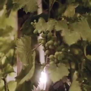 21K views · 381 reactions | The Wine Bar  San Lorenzo 2980, Mar del Plata. @pabloisafilms | The Wine Bar | Facebook