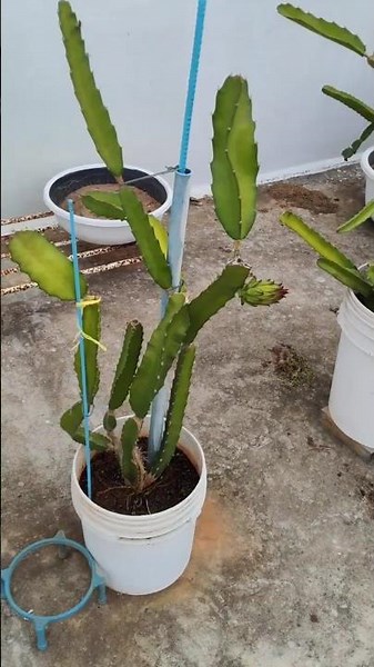 🌵 From Tiny Plants to Flower Buds | Dragon Fruit 18-Month Journey #readthedescription #shorts