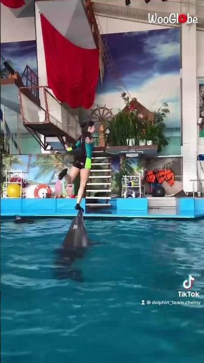 Amazing Dolphin Show - Dolphin Balancing Girl on Its Nose || Best Viral Videos