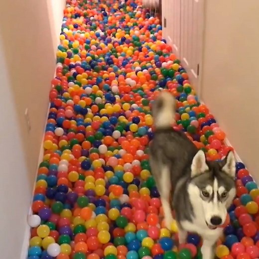 16M views · 217K reactions | This lad made his dog the happiest dog in the world with 5,400 ball pit balls  | LADbible | Facebook