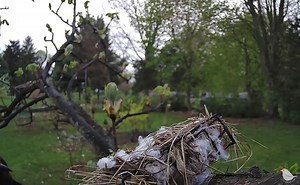 34K views · 235 reactions | Spring means nesting season. Birds are gathering materials to construct their nests. With the Birdsy Cam, you can watch them do just that. Here, a suet cage is filled with nesting wool (from a bird store) and grass. Not recommended are: yarn, pet hair that's been treated, dryer lint, string. Setup: Ostdrossel (Michigan, USA) #birds #Grackle #nest #birdwatching | Birdsy | Facebook