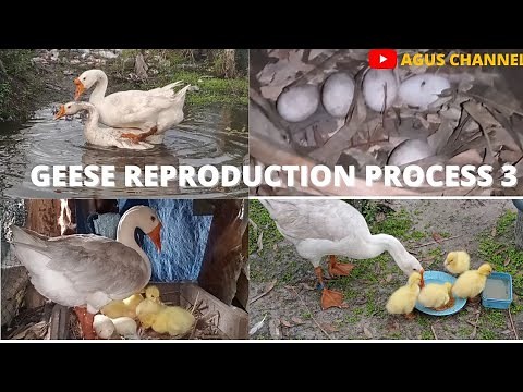 GEESE REPRODUCTION PROCESS 3
