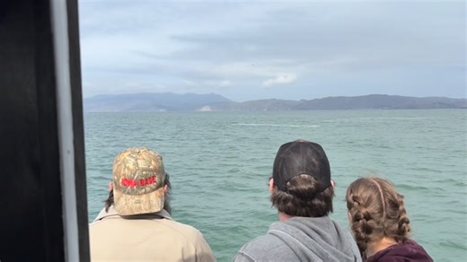 Forget Rice-A-Roni. This is the real San Francisco treat! 🐋🌉 Video cred: Captain Court 👨‍✈️#SanFrancisco #WhaleWatching #HumpbackWhale #BayAreaAdventures #VisitSF #BucketList #NatureReel | San Francisco Whale Tours