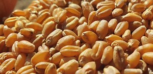 Wheat School: Mapping the true yield potential of western wheat